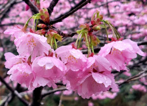 Kirschblüte (sakura) im März