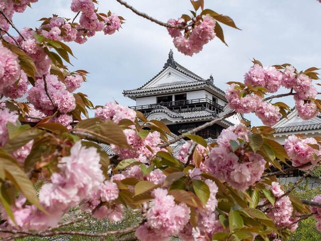 matsuyama-schloss